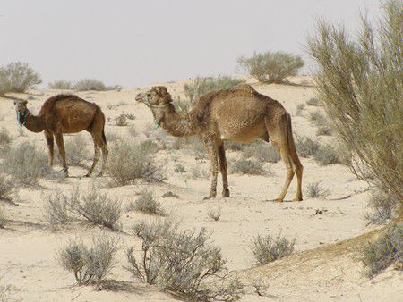 Sahara bei Touzeur