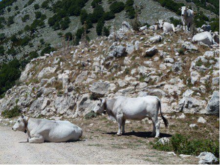 Monte Redentore: weiße Kühe