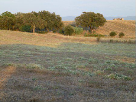 Landschaft bei Tuscania