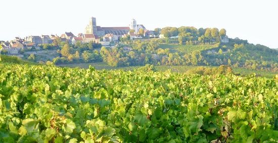 Blick auf Vézelay mit Basilika - Weinberge