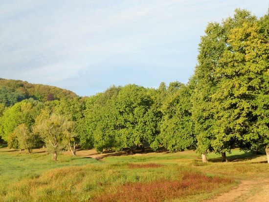 Parc Regional du Morvan