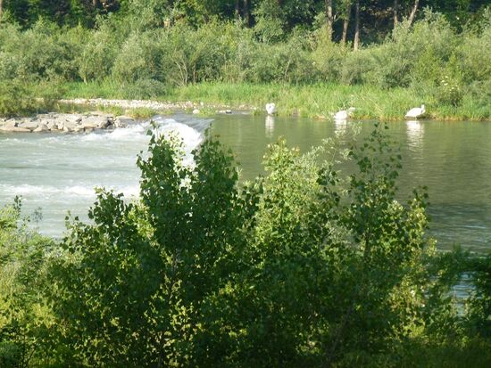 Schwäne an der Stromschnelle am Fluss Drava/Drau