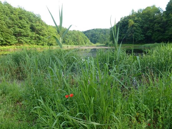 Weiher in Ivanec