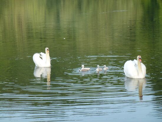 Weiher mit Schwanenfamilie in Ivanec
