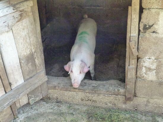 Ein Glücksschweinchen