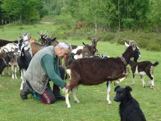 Warme Ziegenmilch zum Abendessen