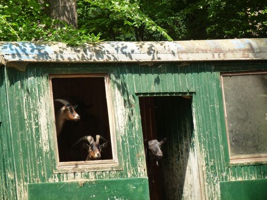 Ziegenweide auf dem Rundwanderweg bei Fischbach