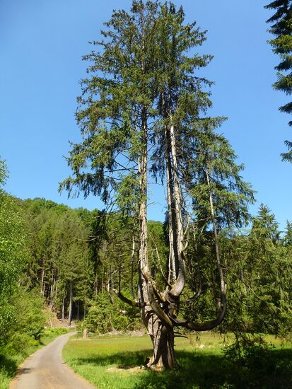 Wandern im Pfälzerwald bei Ludwigswinkel