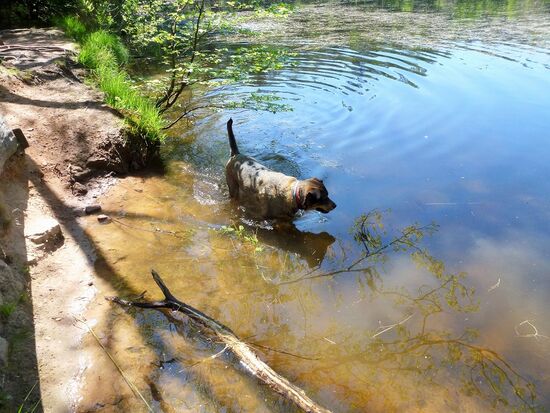 Sägmühlweiher bei Ludwigswinkel