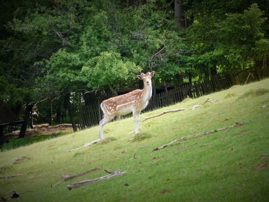 Bei Schönau - Aufstieg zur Wegelnburg