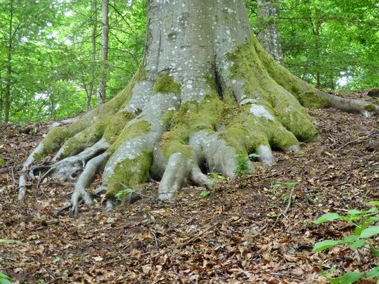Von der Wegelnburg zur Hohenburg