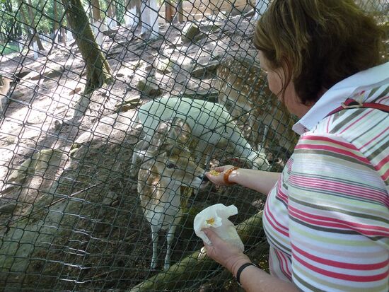 Rietburg - Wildgehege