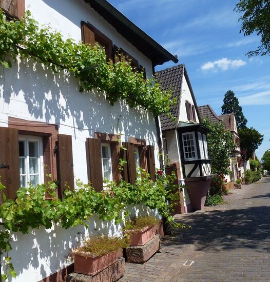 Rhoth an der Pfälzer Weinstraße