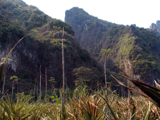 Ananasfeld mit atemraubenden Bergen im Hintergrund
