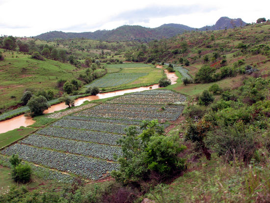 Reis- und Gemuesefelder
(meistens Kohl, falls es jemand wissen will)