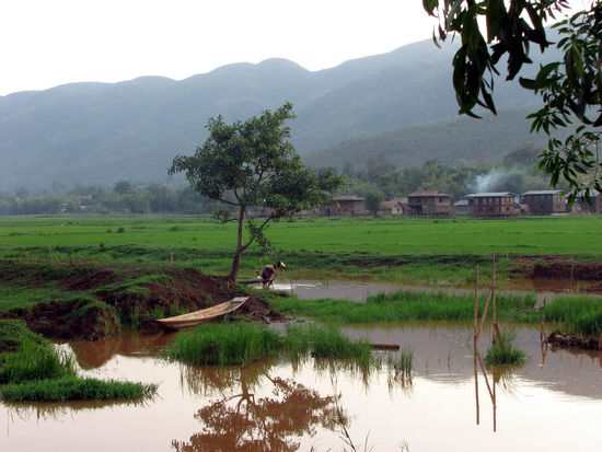 idyllisches Dorf inmitten von Reisfeldern