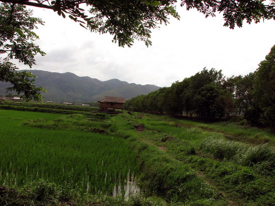 noch mehr Reisfelder