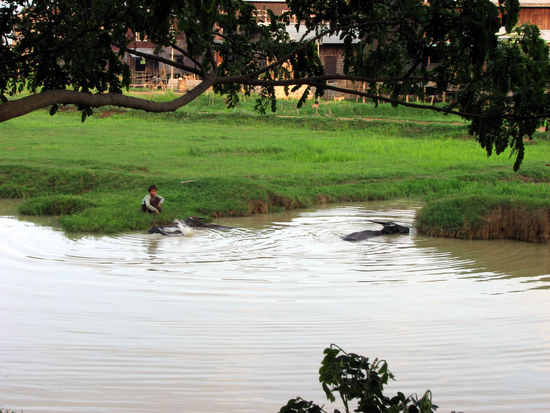 badende Wsserbueffel