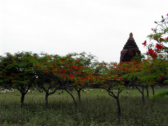 Johannesbrotbaeume vor Schafen und Stupa