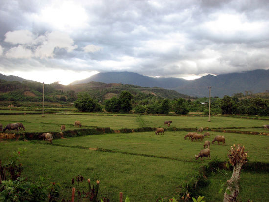 den Wasserbueffeln gehts trotz des fehlenden Wassers gut