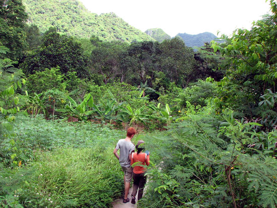 auf in den Dschungel
(noch unverschwitzt und leicht zu Fuss)