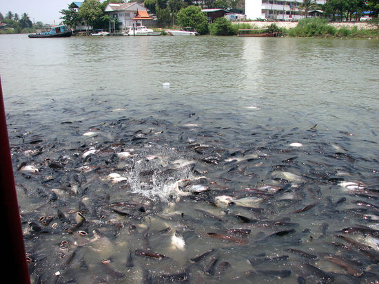 viele hungrige Fischlies
