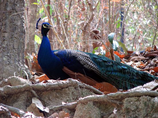 und ein lustig bunter Pfau, der aber schlecht gelaunt war