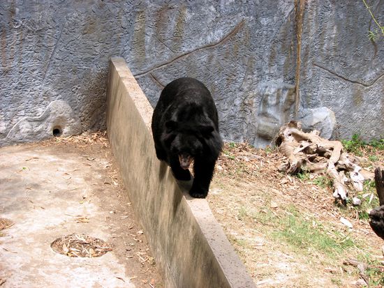 der Baer auf der Mauer