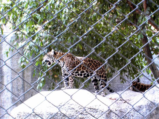 irgend ne gelangweilte Grosskatze