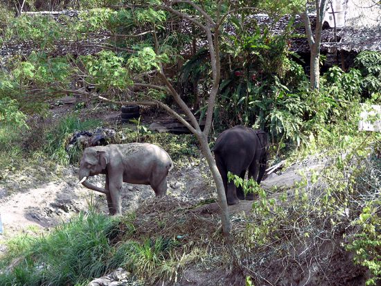 Elefantenfarm ... von aussen