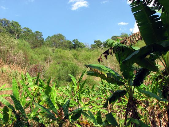Bananenplantage, abseits des Weges
(leider waren die Baeume schon abgeerntet)