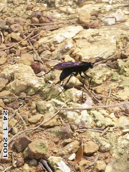 Des Tierchen ist ca. 5 cm gross und waechst am Strand von Kep.