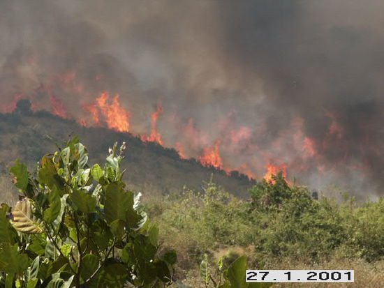 Die Flammen schlugen zum Teil 5-6 Meter hoch.