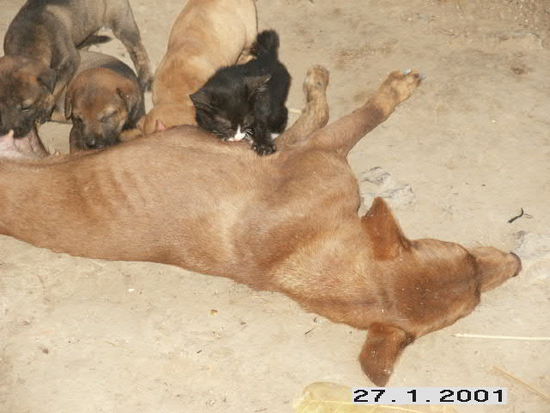 Die Hundemutter ist auch Katzenmutter wie man sieht.