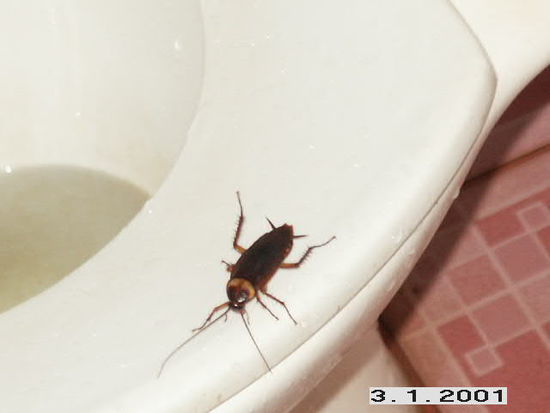 Hallo Holger, dein Wunsch ist mir doch Befehl. Hier nun ein paar Bilder von den suessen kleinen Kakis