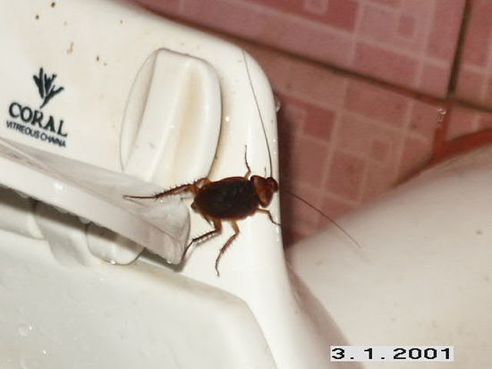 mit denen ich das zweifelhafte Vergnuegen hatte zu duschen, ohne kreischend aus dem Zimmer zu rennen. Du siehst, ich bin SEHR mutig.