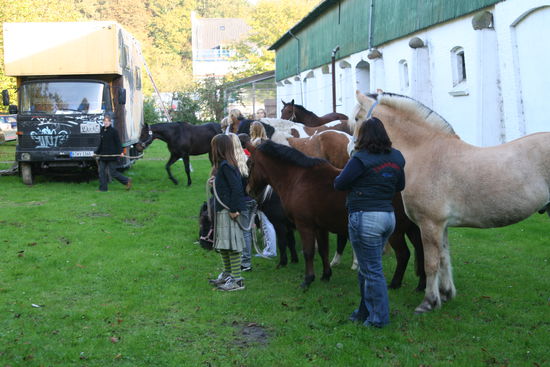 Die neuen Pferde werden vorgestellt und vorgefuehrt.