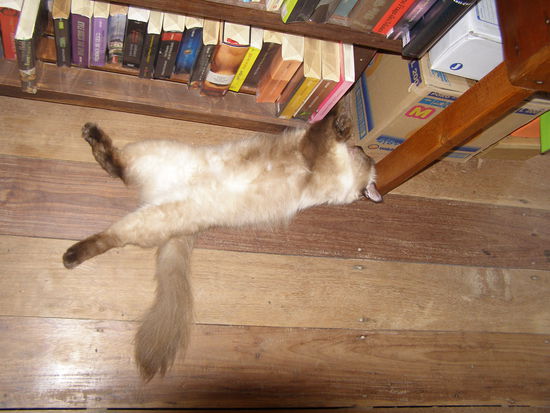 Faule Katze im Buchladen