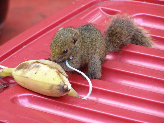 Ein Hoernchen in Gefangenschaft.