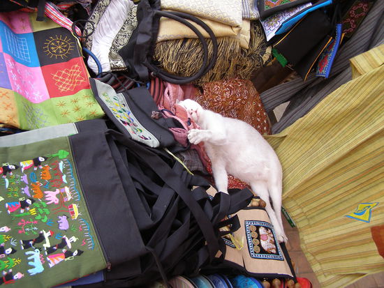 Katzen fuehlen sich auch auf Verkaufstischen wohl wie man sieht.