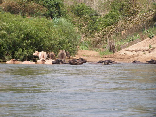 Flusslandschaften 6 / Albinowasserbueffel