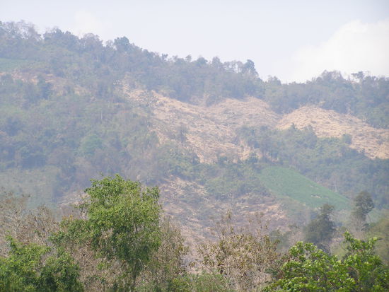 Brandrodung leider auch hier ueberall zu finden