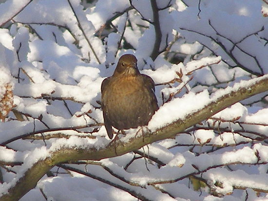 und im kalten Deutschland war.