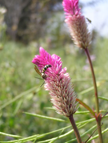 Schoenheiten die sich nicht gerne Fotographieren lassen