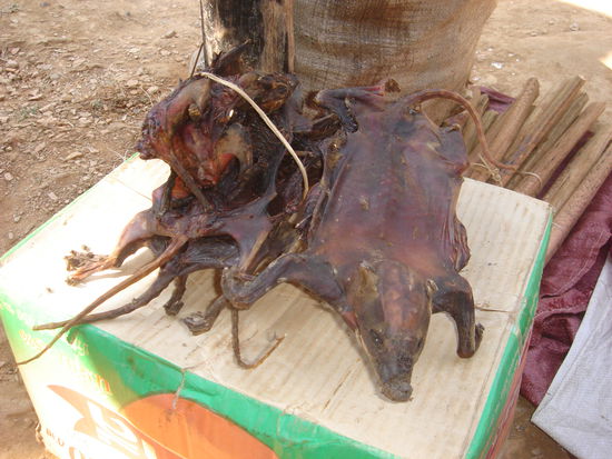 Also Ratte ist es nicht, aber sieht trotzdem lecker aus, oder?