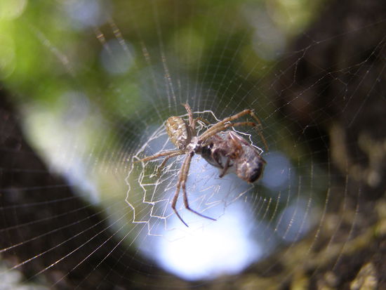 Frischfleisch, jammie