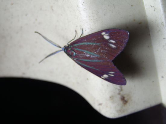 Nachtfalter sind noch immer die Schoensten.