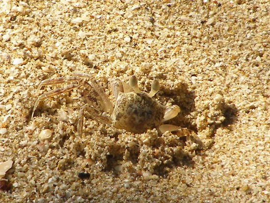 So nette kerlchen gibt es hier reichlich am Strand