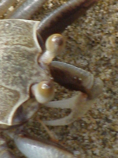 Guck mal wer da guckt