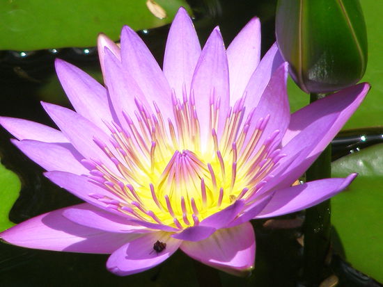 Ansichten eines Gartens...